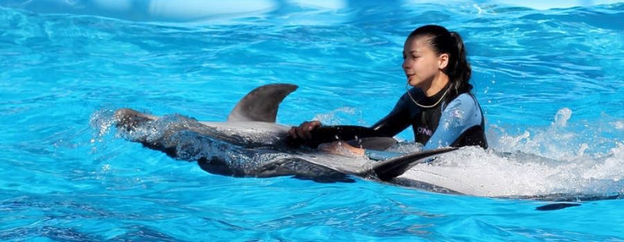 Encounter with Dolphins in Aqualand