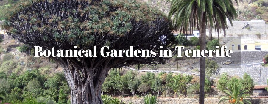 Botanical Gardens in Tenerife