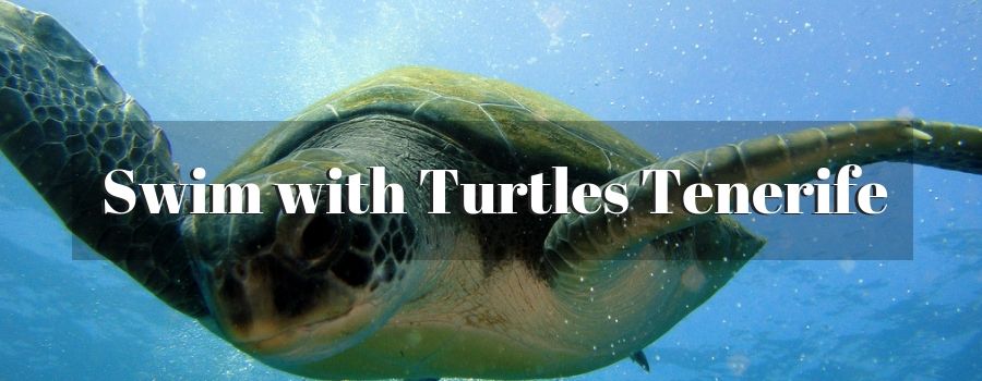 Swimming with Turtles Tenerife
