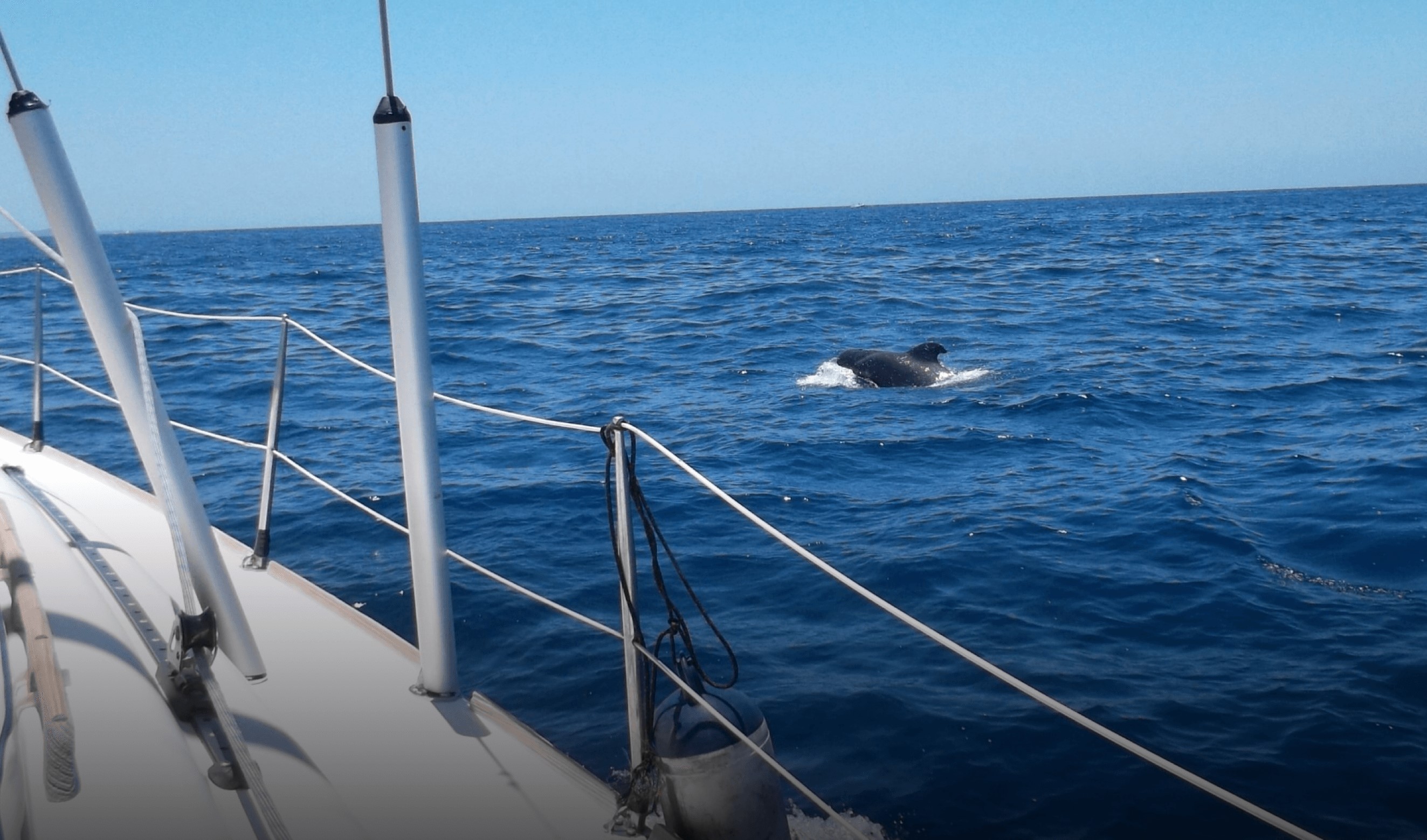 Whale Watching Trips Tenerife