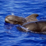 whale and dolphin watching trips tenerife