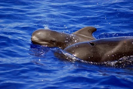 whale and dolphin watching trips tenerife